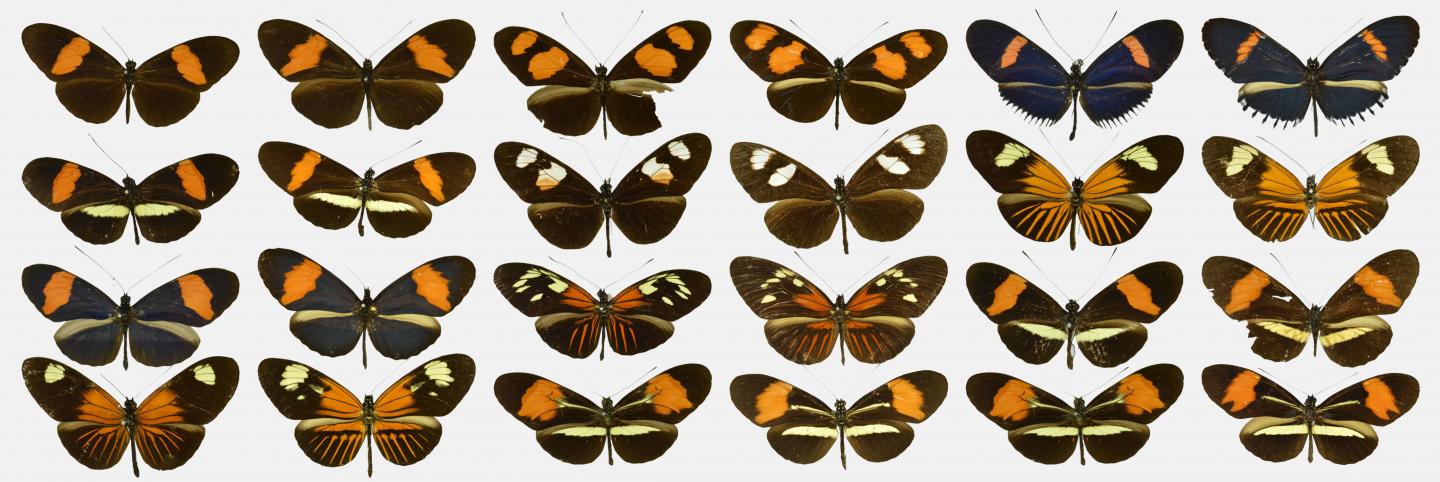 In Mimicking Each Other, Butterflies Today Look More Diverse, "ButterflyNet" Reveals (1 of 1)