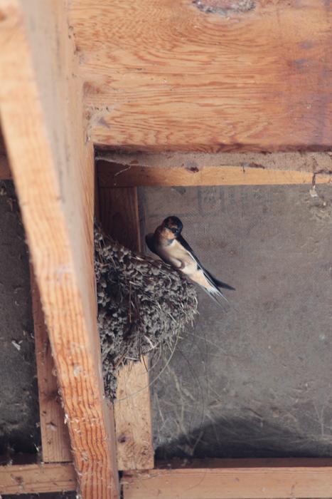 The effects of temperature on nestling growth in a songbird depend on developmental constraints