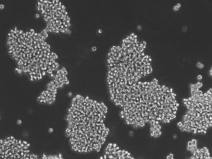 Cancer Cell