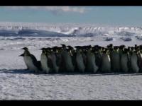 Group of Emperor Penguins Synchronously Diving from Ice Edge