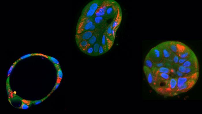 Scientists use gene editing to correct harmful mitochondrial mutations in human cells