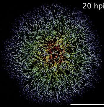 Movement of Virus-Infected Cells