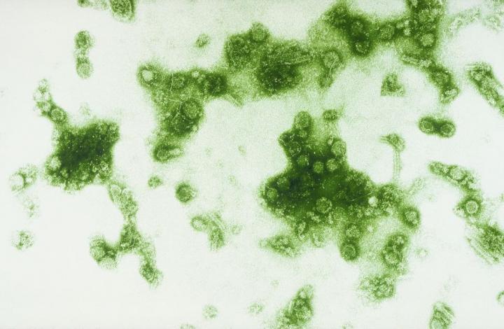 Dengue Strains Differ in Rates of Viral Replication