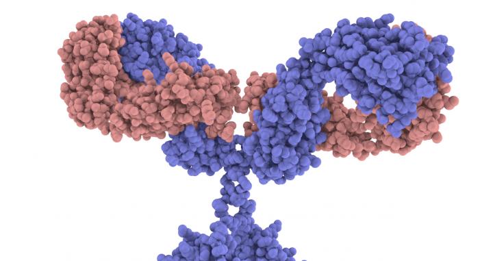 Antibody Molecule