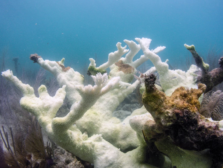Scientists Call for Urgent Policy Reform to Accelerate Cross-Border Coral Restoration Efforts