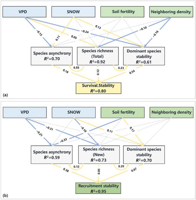 The results of final piecewise structural equation modeling showing the causal relationships among climate and local habitat conditions, species asynchrony, species richness, and dominant species stability to temporal stability of (a) seedling survival an
