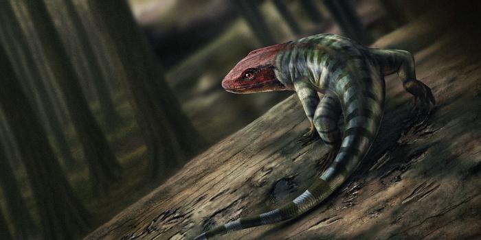Reptile