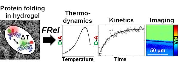 Protein Folding in Hydrogel