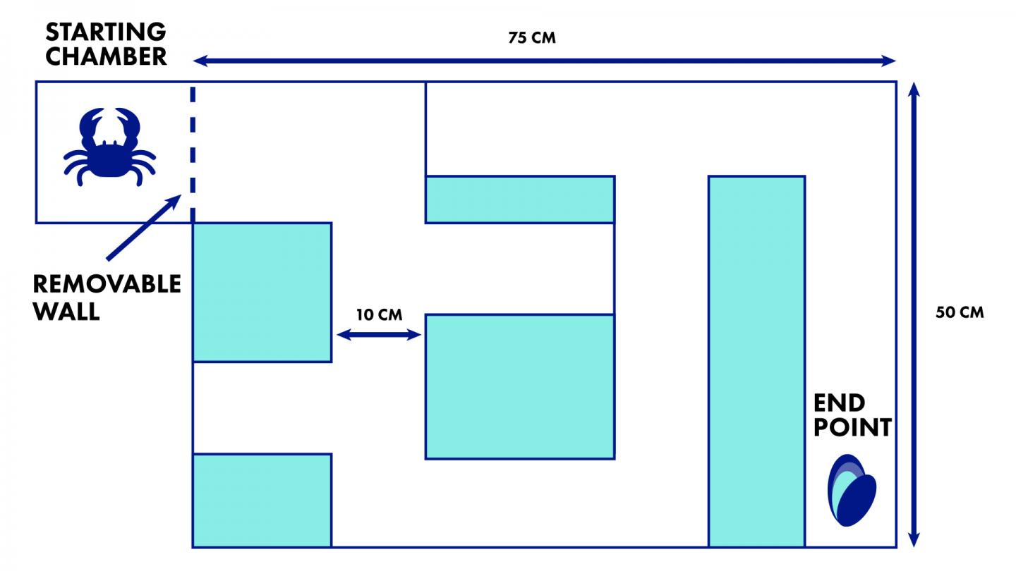 Scale of Maze