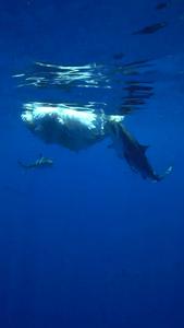 Feeding sharks