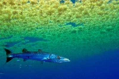 Barracuda