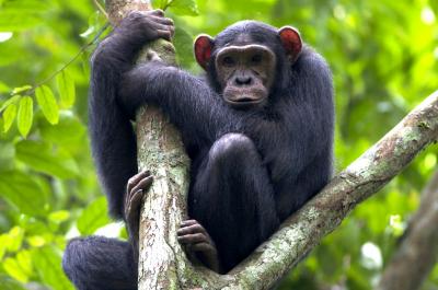 Chimpanzee