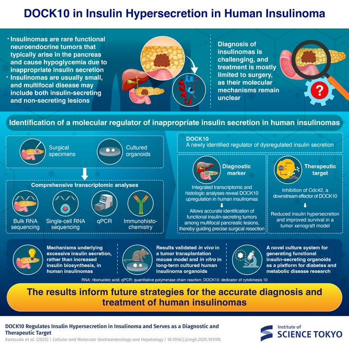 DOCK10 in Insulin Hypersecretion in Human Insulinoma