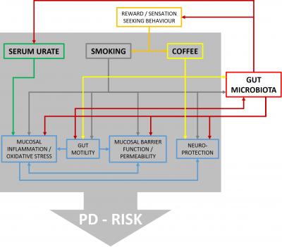 What Is the Role of the Gut Microbiome in Developing Parkinson's Disease?
