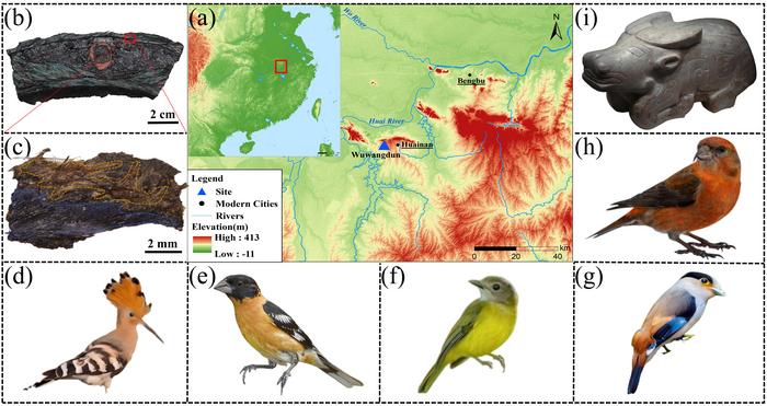 Archaeological location and proteomic identifications of the feather sample from Tomb No. 1 at the Wuwangdun site.