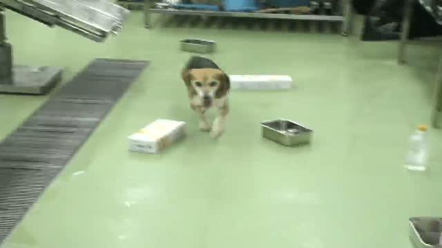 Dogs with Congenital Night Blindness