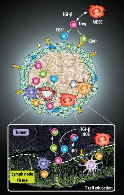 Tricky Tumors Hiding Out