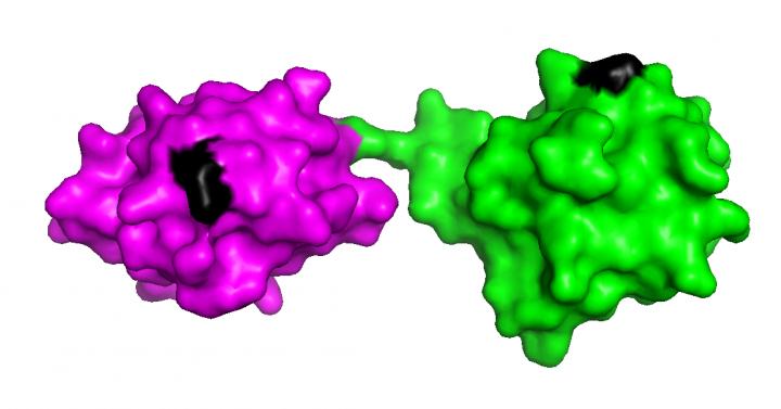 Ubiquitin Chain