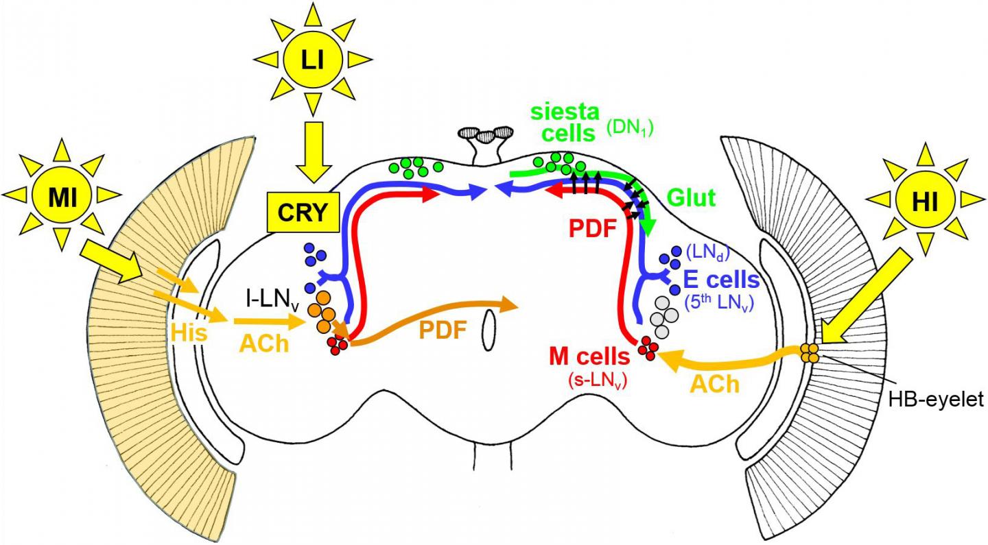 Clock Neurons