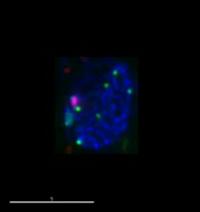 Centromere Cluster