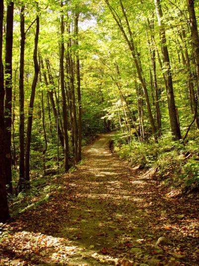 Harvard Forest, Petersham, Mass.