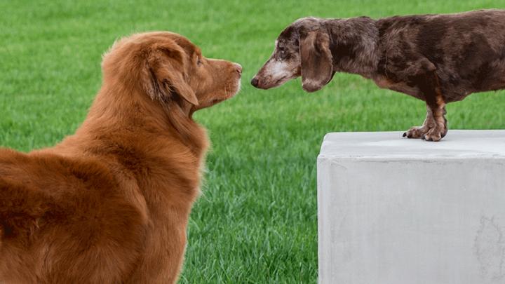 Two Dogs