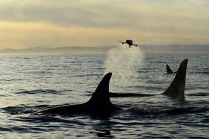 Killer Whale Breath Collection Using Drone Technology