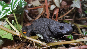 Tylototriton ziegleri