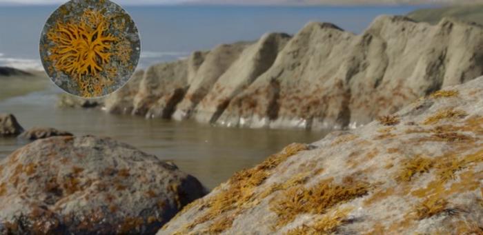 First known lichen in the fossil record helped structure terrestrial ecosystems