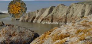 First known lichen in the fossil record helped structure terrestrial ecosystems