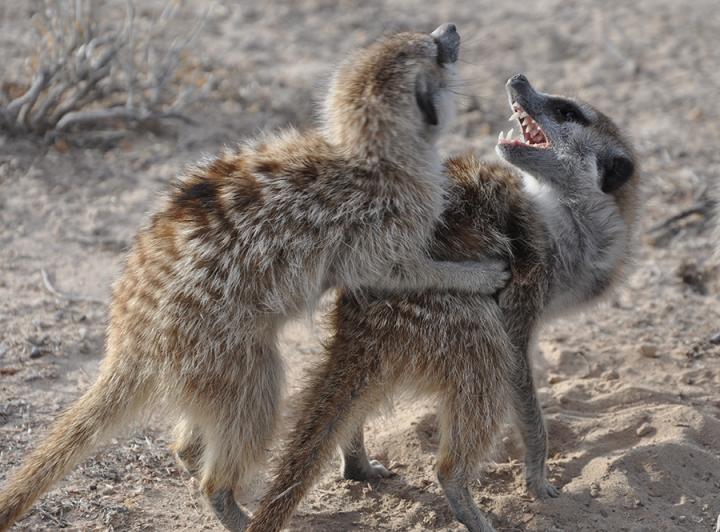 Testosterone-Fueled Meerkats