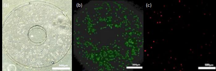 図4：PDMS SlipChip内の骨肉腫細胞の高い生存率。