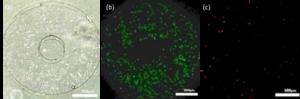 Figure 4: High Cell Viability of Osteosarcoma Cells in the PDMS SlipChip.