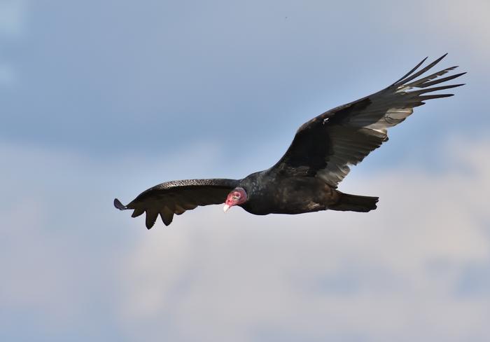 Turkey Vulture in flight