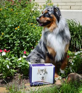 A new network could help predict health problems in your pup