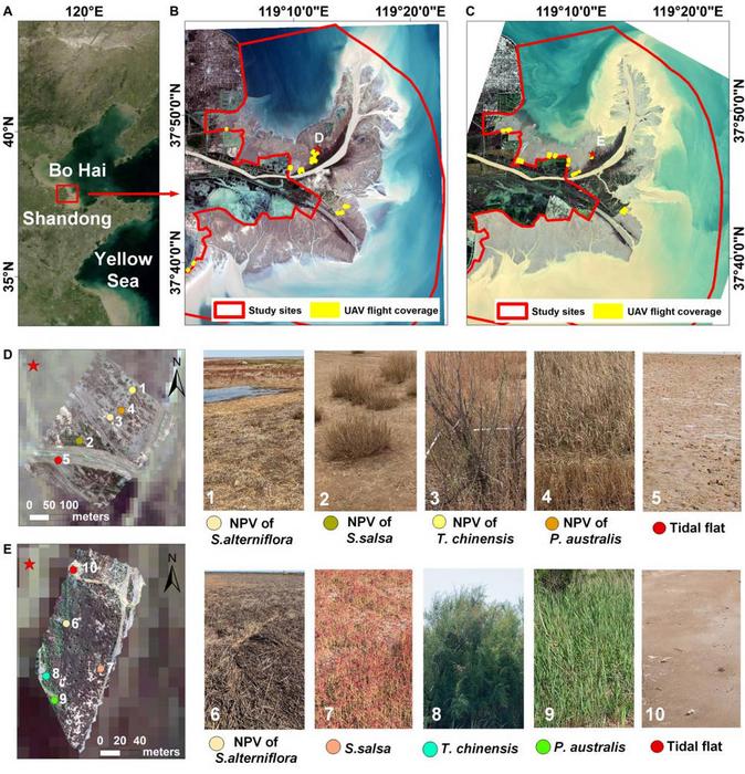 Study area and field validation sites in the yellow river delta