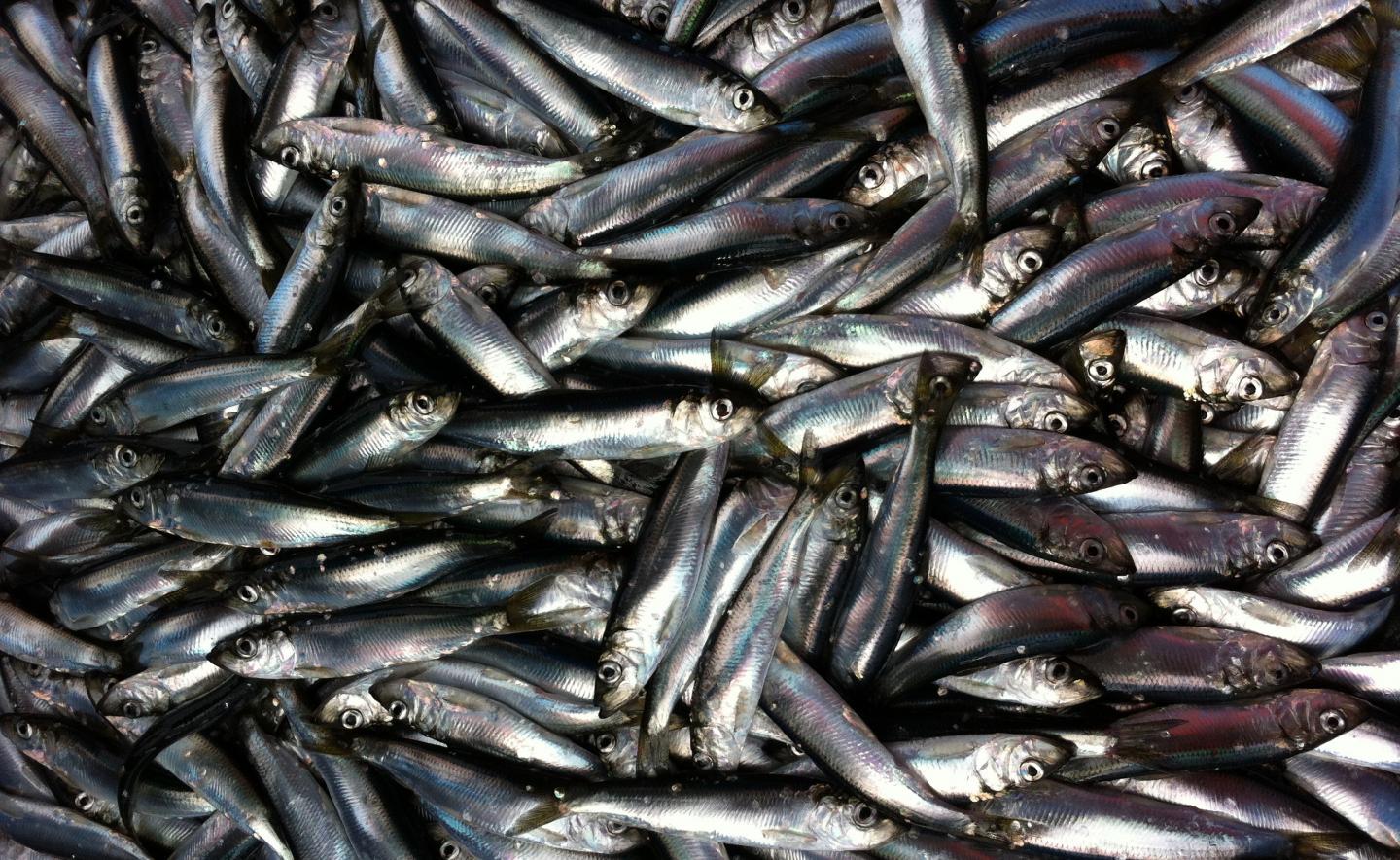 Herring