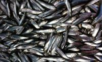 Herring