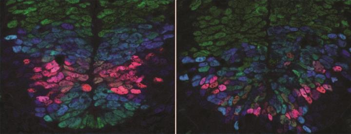 A Normal Developing Spinal Cord Showing Precise Patterns of Gene Activity