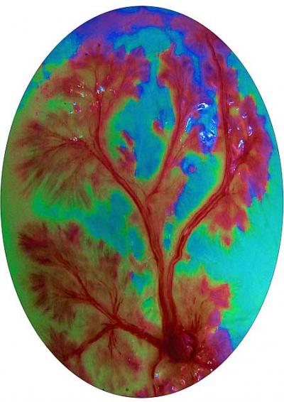 Swim Bladder