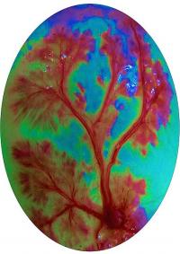 Swim Bladder