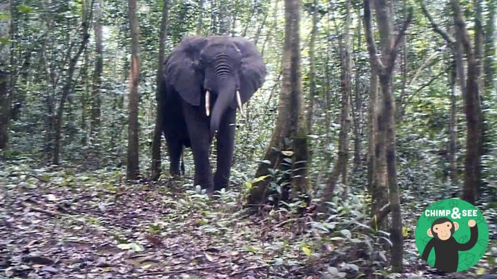 Elephant