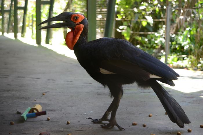 Southern Ground Hornbill