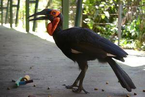 Southern Ground Hornbill
