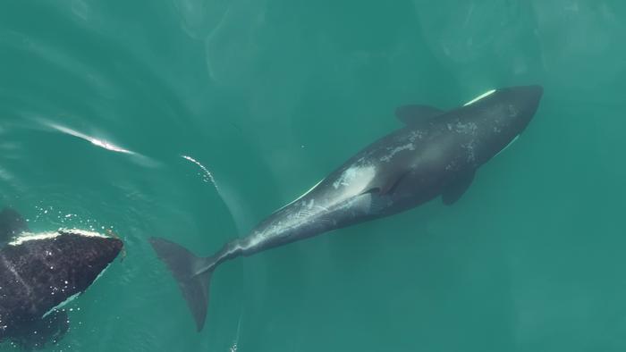 Two killer whales with a kelp tool