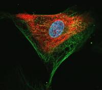 Zika Virus and Its Potential as Therapy against Brain Tumors