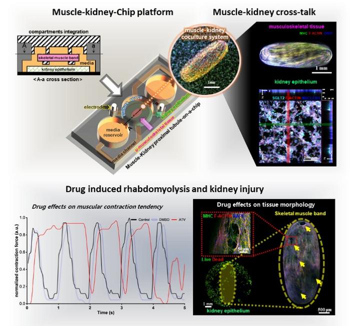 KAIST Demonstrates Potential to Predict Drug Side Effects and Acute Kidney Injury Using a Small Chip​