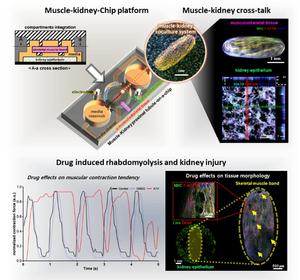 KAIST Demonstrates Potential to Predict Drug Side Effects and Acute Kidney Injury Using a Small Chip​