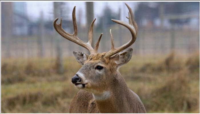 Deer without CWD
