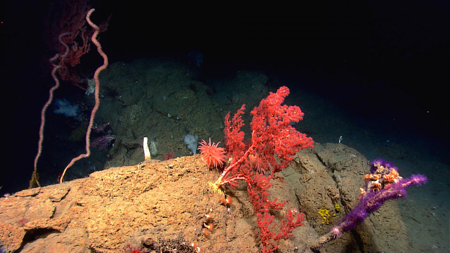 Mid-Atlantic Corals